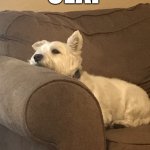 Olaf is Not Impressed | OLAF; IS NOT IMPRESSED | image tagged in olaf the west highland terrorist,dog memes | made w/ Imgflip meme maker