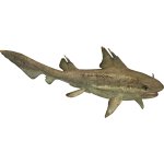 Hybodus