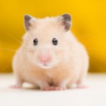 Hamster