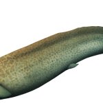 Harpagofututor (Female)