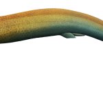 Harpagofututor (Male)