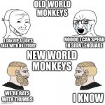 No clever title here, my dude. | OLD WORLD
MONKEYS; NOOOO I CAN SPEAK
IN SIGN LENGUAGE; I CAN RIP A LION'S FACE WITH NO EFFORT; NEW WORLD
MONKEYS; WE'RE RATS WITH THUMBS; I KNOW | image tagged in monkey,monke,memes,funny,chad,giga chad | made w/ Imgflip meme maker