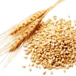 Wheat meme