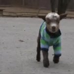 Baby goat JPP funny GIF Template