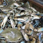 Blue crab 2 template