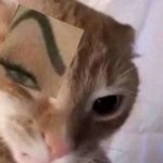 Cat with Defined Brows template