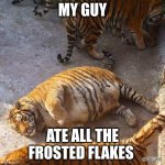 Fat Tiger | MY GUY; ATE ALL THE FROSTED FLAKES | image tagged in fat tiger | made w/ Imgflip meme maker