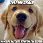 Rescue | TELL ME AGAIN; HOW YOU RESCUED ME FROM THE STREET | image tagged in cute dog | made w/ Imgflip meme maker