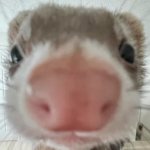 Ferret Zoomed face