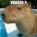 Side Eye Capybara | VRAGEN ? | image tagged in side eye capybara | made w/ Imgflip meme maker