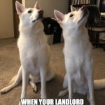 Paw-Rent Trap | PAW-RENT TRAP; WHEN YOUR LANDLORD THINKS YOU ONLY HAVE ONE DOG | image tagged in there is one dog | made w/ Imgflip meme maker