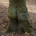 Tree butt meme