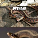 Snake Puns | WHAT IS A SNAKE'S FAVORITE PROGRAMMING LANGUAGE? PYTHON! | image tagged in snake puns,puns,memes,funny,python | made w/ Imgflip meme maker