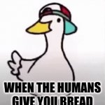 duck | WHEN THE HUMANS GIVE YOU BREAD | image tagged in gifs,funny | made w/ Imgflip video-to-gif maker