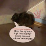 Fun Facts With Hamstie post #2 | Dogs like squeaky toys because they sound like small animals’ cries in pain | image tagged in fun facts with hamstie | made w/ Imgflip meme maker