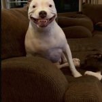 Pitbull smiling meme