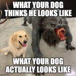 Dog vs wolf | WHAT YOUR DOG THINKS HE LOOKS LIKE; WHAT YOUR DOG ACTUALLY LOOKS LIKE | image tagged in dog vs wolf | made w/ Imgflip meme maker