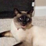 Derp Cat Meme Generator - Imgflip