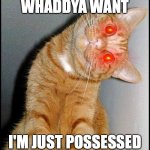 Stupid Cat | WHADDYA WANT; I'M JUST POSSESSED | image tagged in stupid cat | made w/ Imgflip meme maker