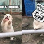 Hey, stop scrolling | WAIT STOP SCROLLING! DO YOU KNOW WHO JOE IS? | image tagged in hey stop scrolling | made w/ Imgflip meme maker