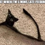 poor kitty | MY CAT WHEN I'M 5 MINS LATE FEEDING HIM. | image tagged in kitty,cat,funny,meme,feeding,dead | made w/ Imgflip meme maker