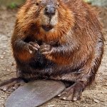 Beaver shoot