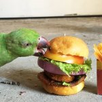 Bird Eating Mcdonalds