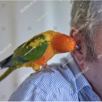 Bird playing with ear