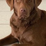 Serious Chesapeake Bay Retriever