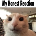 my honest reaction cat