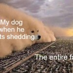 Tucker may be an outside boi, but when he starts shedding, it's a big, black and white blanket out there. | My dog when he starts shedding; The entire farm | image tagged in doge cloud | made w/ Imgflip meme maker