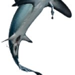 Thresher Shark Jumping