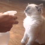 Cat water spray