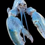 mmmmmmmmmmmmmmmmmmmmmmmmmmmmmm lobter | BLUE; LOBTER | image tagged in hattie the cotton candy blue lobster staring at you | made w/ Imgflip meme maker