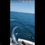 Mako Shark jumps onto boat GIF Template