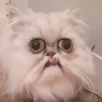 maga cat