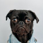 pug meme