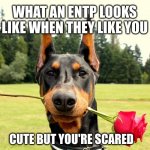 ENTP in Love | WHAT AN ENTP LOOKS LIKE WHEN THEY LIKE YOU; CUTE BUT YOU'RE SCARED | image tagged in doberman,myers briggs,entp,mbti,love,personality | made w/ Imgflip meme maker