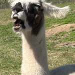 Derpy llama