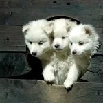 three head dog template