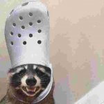 Raccoon croc hat