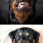 Angry Rottweiler vs Happy Rottweiler