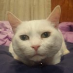 Judgmental Deaf Cat Snowball template