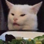 salad cat