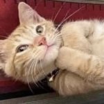 Kitten