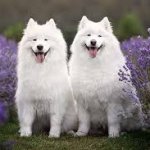 Two Samoyeds