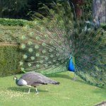 male peacock and female peacock