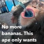 No more bananas