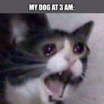 They be loud | NOBODY:
 
MY DOG AT 3 AM: | image tagged in screaming cat meme | made w/ Imgflip meme maker
