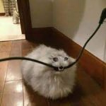 sad cat chewing cord